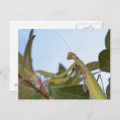 Praying Mantis Insect Postkarte (Vorne/Hinten)