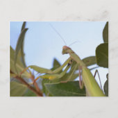 Praying Mantis Insect Postkarte (Vorderseite)