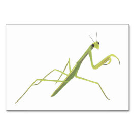 Praying Mantis Insekt Reading Flashcards für Erwac Tischnummer