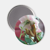 Praying Mantis Magnet (Vorderseite/Rückseite)