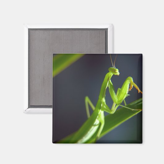 Praying Mantis Magnet (Vorderseite/Rückseite)