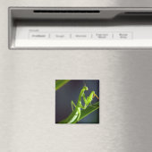 Praying Mantis Magnet (In Situ (Geschirrspüler))