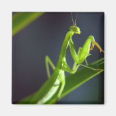 Praying Mantis Magnet (Vorne)
