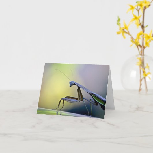 Praying Mantis Notecard Karte (Gelbe Blume)