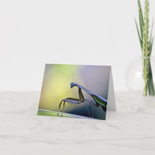 Praying Mantis Notecard Karte (Vorderseite)
