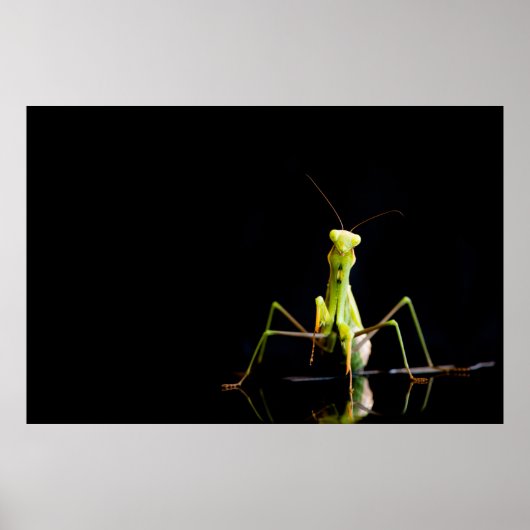 Praying mantis poster (Vorne)