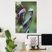 Praying Mantis Poster (Heimbüro)