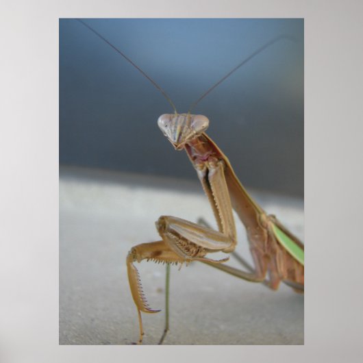 Praying Mantis Poster (Vorne)