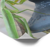 Praying Mantis Poster (Ecke)