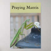 Praying Mantis Poster (Vorne)