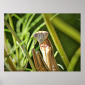 Praying Mantis Poster (Vorne)