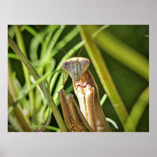 Praying Mantis Poster (Vorne)