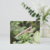 Praying Mantis Postkarte (Stehend Vorderseite)