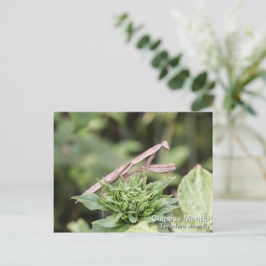 Praying Mantis Postkarte (Stehend Vorderseite)