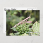 Praying Mantis Postkarte (Vorne/Hinten)