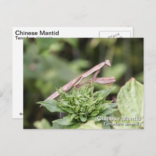 Praying Mantis Postkarte (Vorne/Hinten)