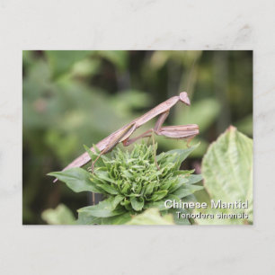 Praying Mantis Postkarte