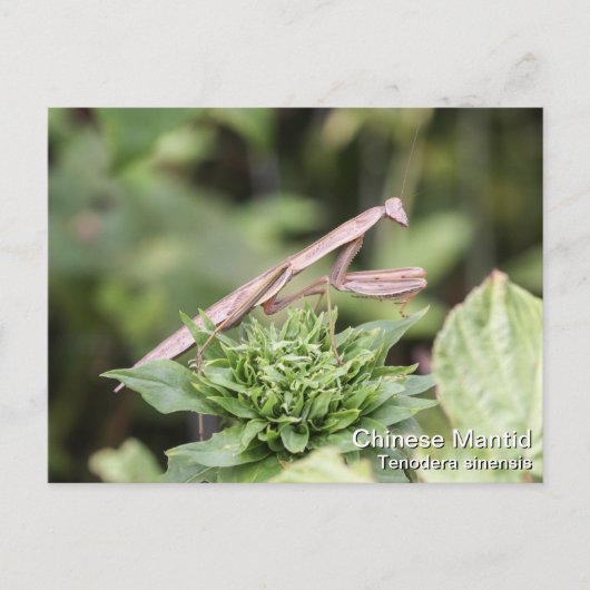 Praying Mantis Postkarte (Vorderseite)