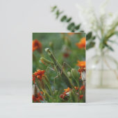 Praying Mantis Postkarte (Stehend Vorderseite)