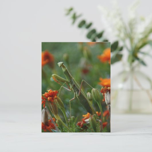 Praying Mantis Postkarte (Stehend Vorderseite)