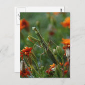 Praying Mantis Postkarte (Vorne/Hinten)