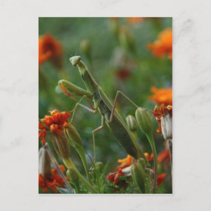 Praying Mantis Postkarte