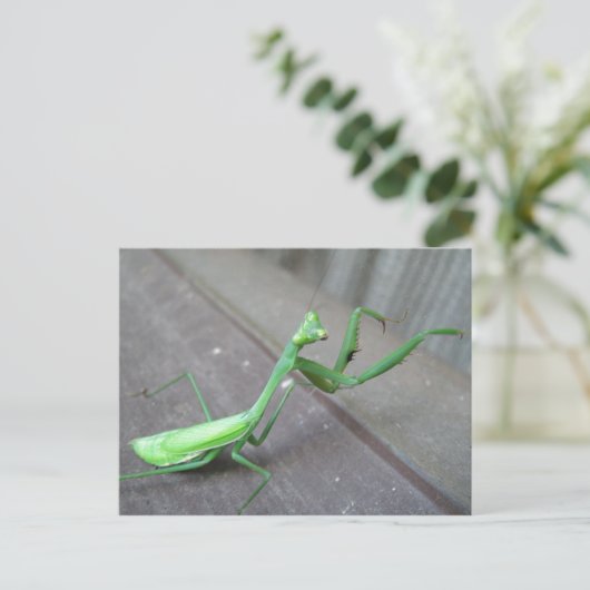 Praying Mantis Postkarte (Stehend Vorderseite)