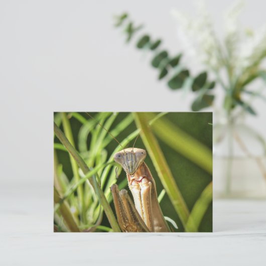 Praying Mantis Postkarte (Stehend Vorderseite)