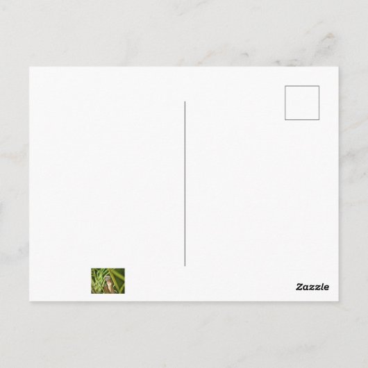 Praying Mantis Postkarte (Rückseite)