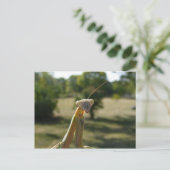 Praying Mantis Postkarte (Stehend Vorderseite)