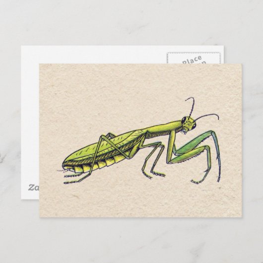 Praying Mantis Postkarte (Vorne/Hinten)