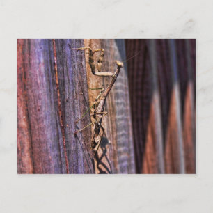 Praying Mantis Postkarte