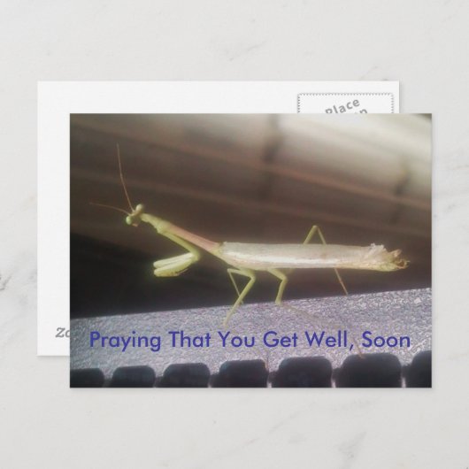Praying Mantis Postkarte (Vorne/Hinten)