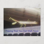Praying Mantis Postkarte (Vorderseite)