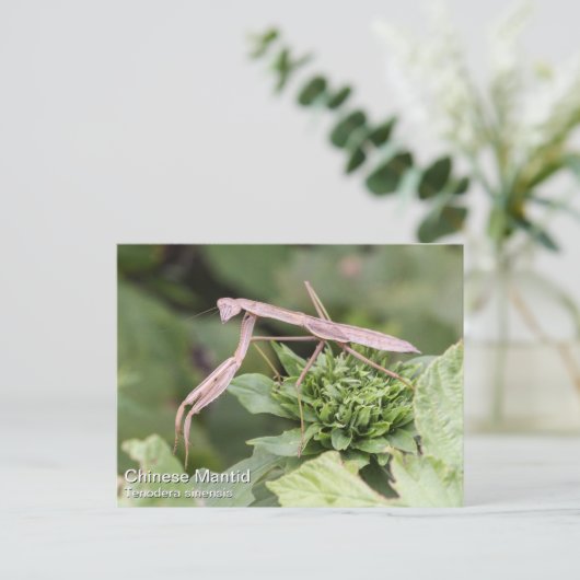 Praying Mantis Postkarte (Stehend Vorderseite)