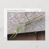 Praying Mantis Postkarte (Vorne/Hinten)