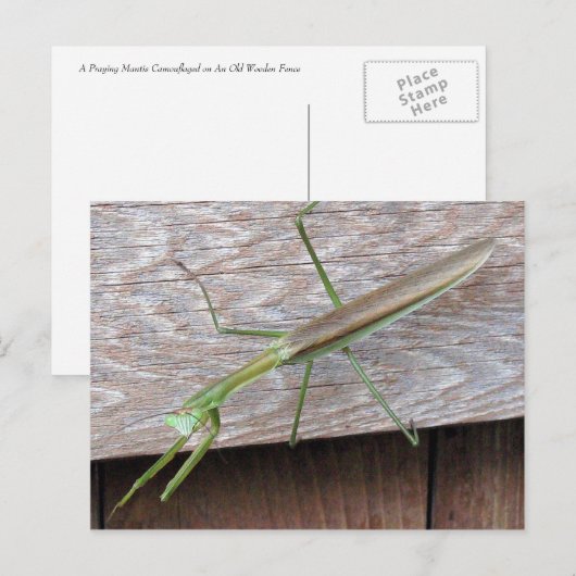 Praying Mantis Postkarte (Vorne/Hinten)