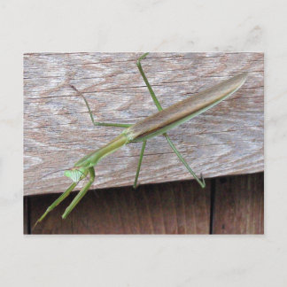 Praying Mantis Postkarte