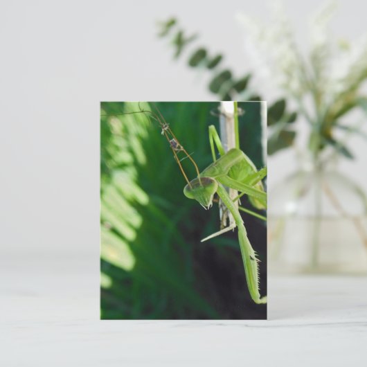 Praying Mantis Postkarte (Stehend Vorderseite)
