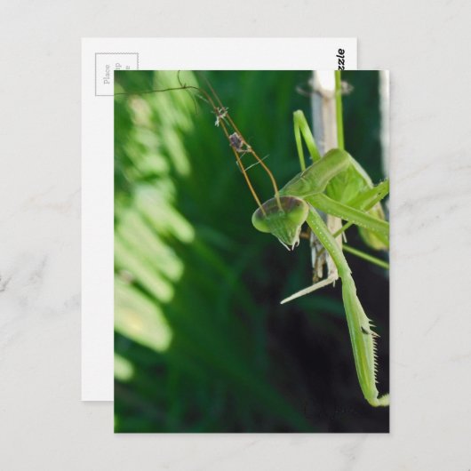 Praying Mantis Postkarte (Vorne/Hinten)