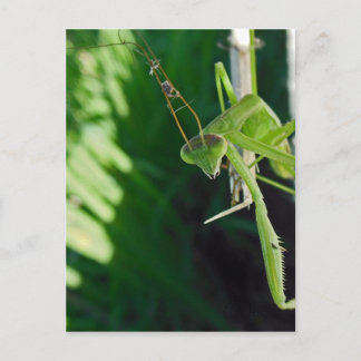 Praying Mantis Postkarte