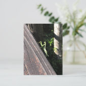 Praying Mantis Postkarte (Stehend Vorderseite)