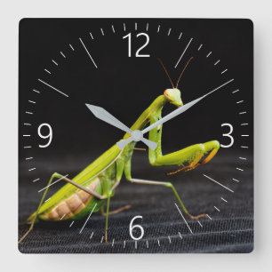 Praying mantis quadratische wanduhr
