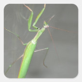 Praying Mantis Quadratischer Aufkleber (Vorderseite)