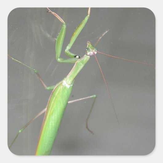 Praying Mantis Quadratischer Aufkleber (Vorderseite)