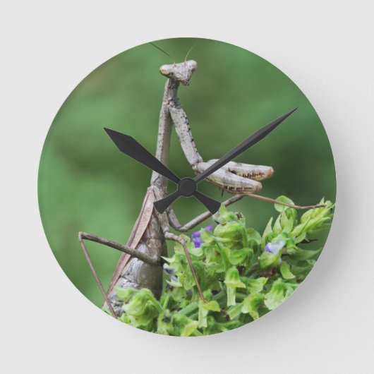 praying mantis runde wanduhr (Vorderseite)