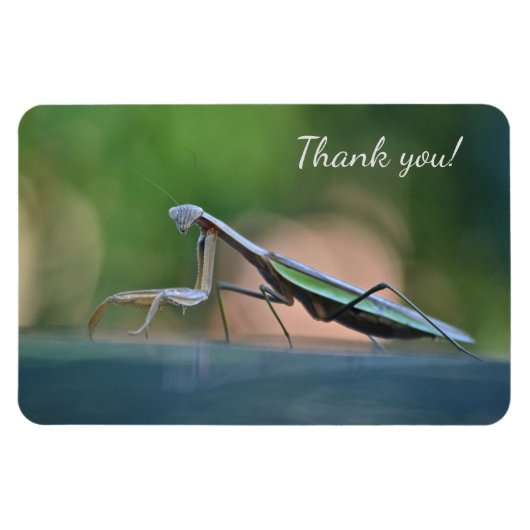 Praying Mantis Vielen Dank Magnet (Horizontal)