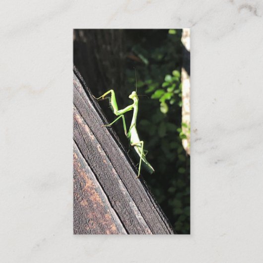 Praying Mantis Visitenkarte (Vorderseite)