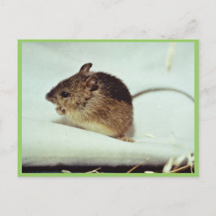 Prebles Meadow Jumping Mouse Postkarte