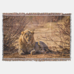 Predator Lion in Südafrika Decke